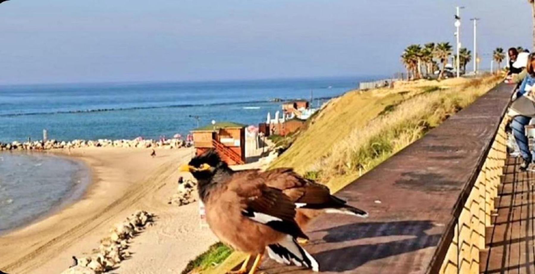 Motel Hofim Bat Yam Eksteriør bilde